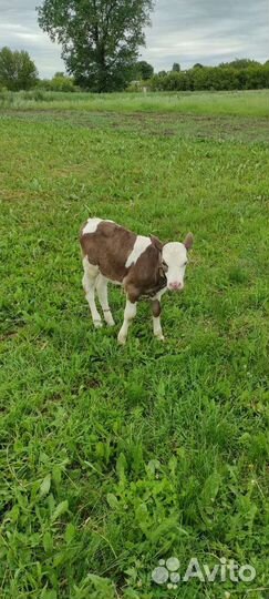 Продается телка от симментальской породы
