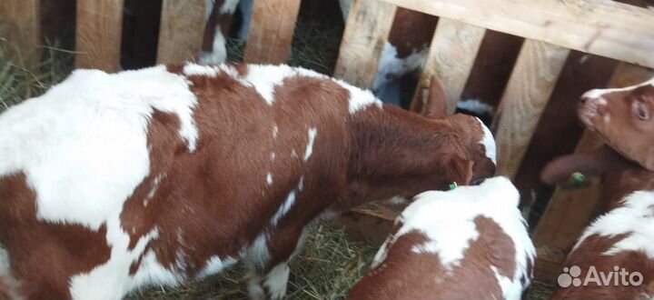 Телята бычки тёлки доставка бесплатная