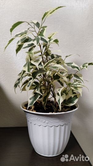 Фикус твилайт