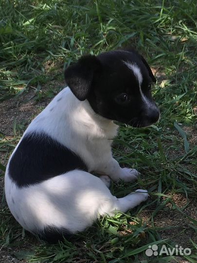 Той-терьер щенки