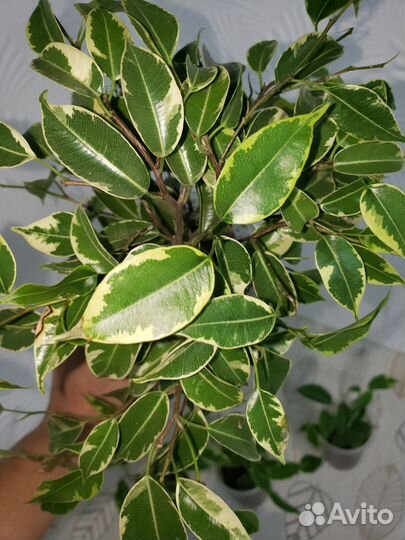Фикус бенджамина