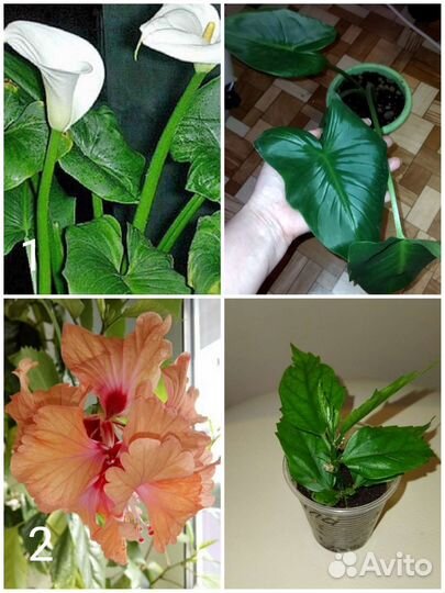 Комнатные растения 2