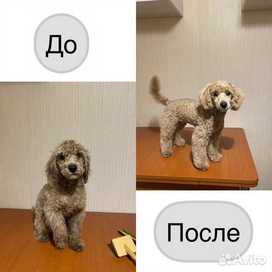 Груминг стрижка собак и котов