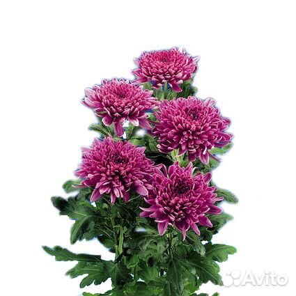 Хризантема Bretagne