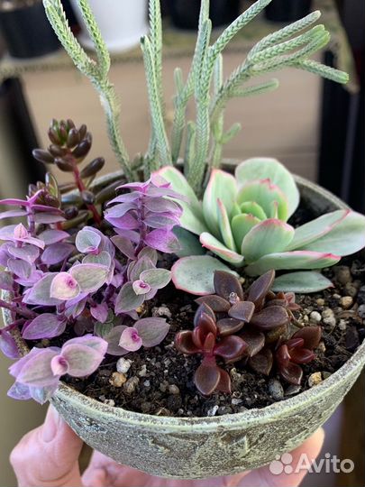 Композиции из суккулентов