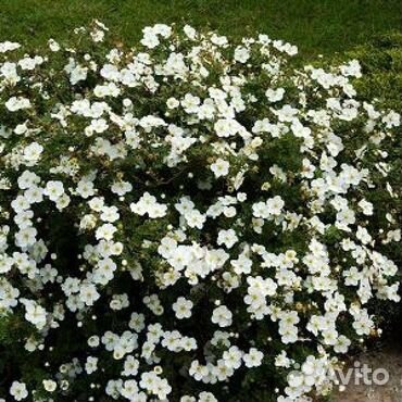 Лапчатка кустарниковая