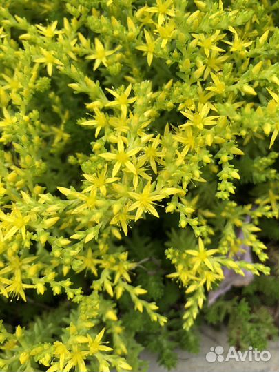 Очиток, комнотное растение, растение для сада