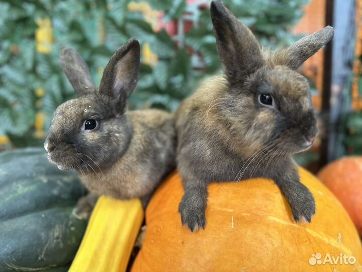 Кролики в любимцы