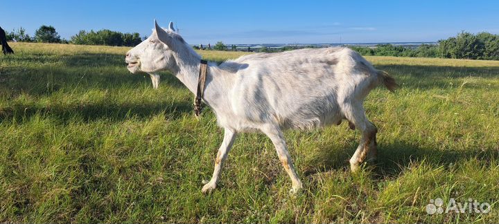 Англо нубийские козы