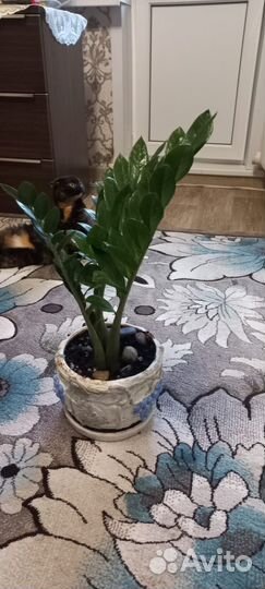 Замиокулькас