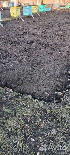 Пчелы с ульями