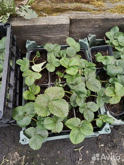 Рассада клубники Лорд