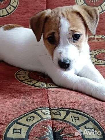 Щенки джек Рассел терьер