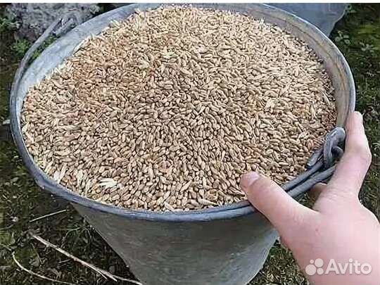 Пшеница Овёс ячмень ведро