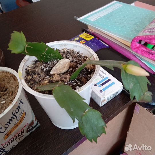 Каланхоэ лечебный