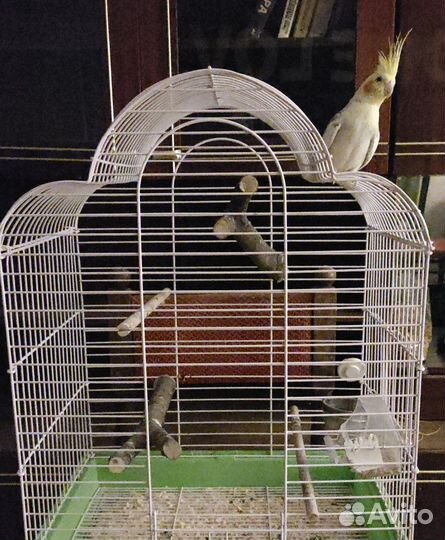 Корелла с клеткой