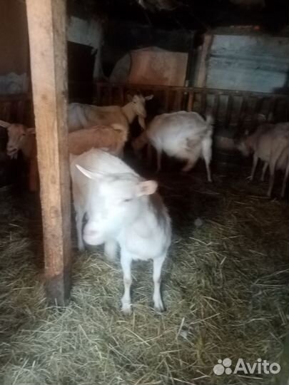 Козы дойные и козёл