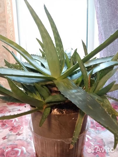 Продам отростки Алоэ Вера