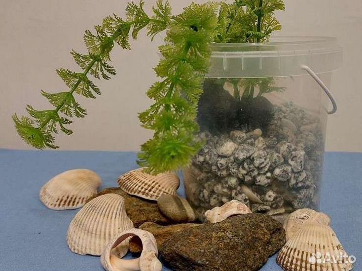 Набор для аквариума, Водоросли, ракушки и камни