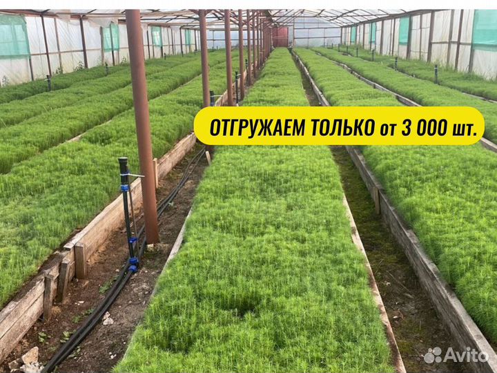 Саженцы сосны окс