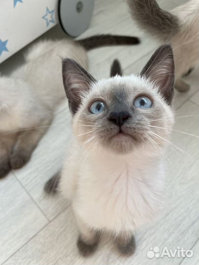 Тайские котята