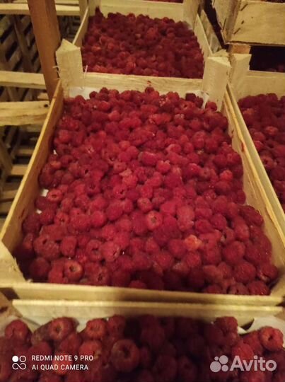 Бесплатная доставка Клубника И малина из киргизии