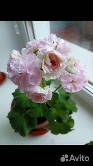 Пеларгония герань сортовая