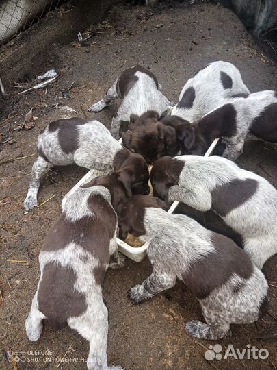 Щенки дратхаара