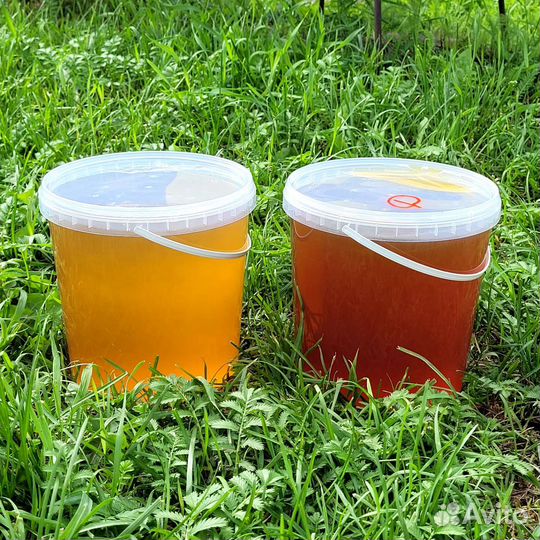 Мед 2023г разнотравье дягилевый соты подмор пыльца