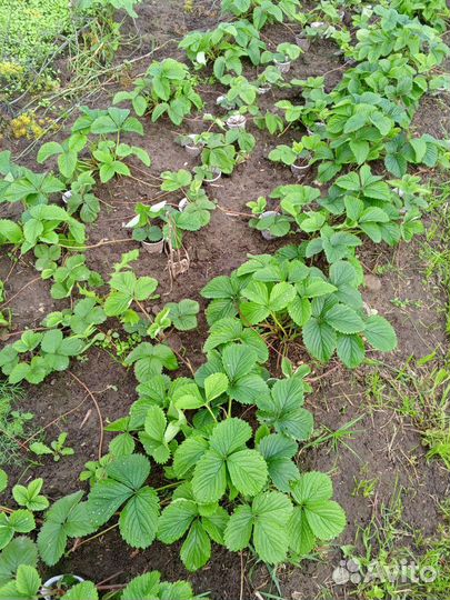 Рассада виктории