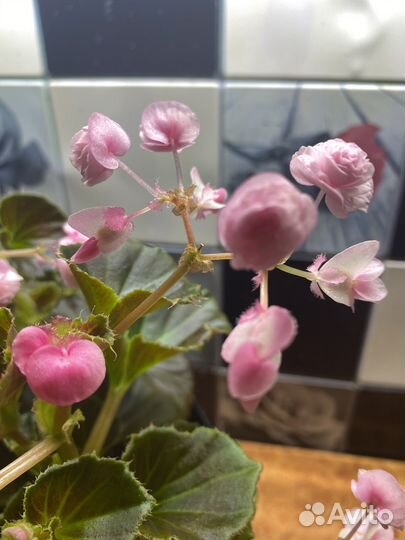 Бегония вечноцветущая махровая