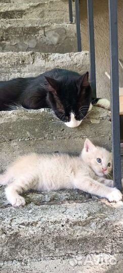 Котенок пушистый бежевый