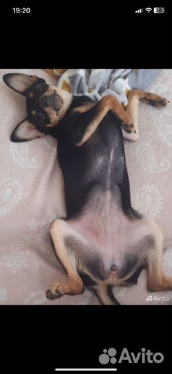 Той-терьер (сучка)