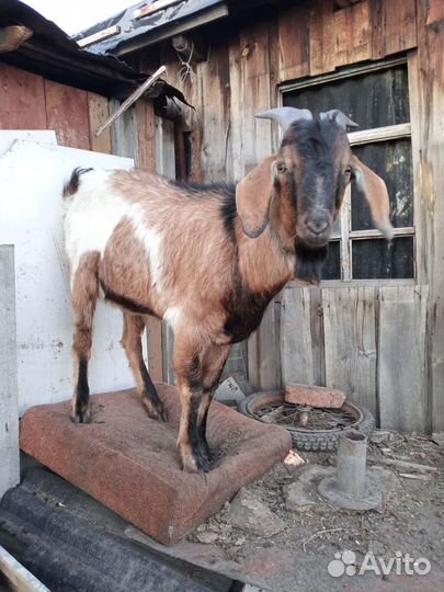 Нубийский козел и козлятки