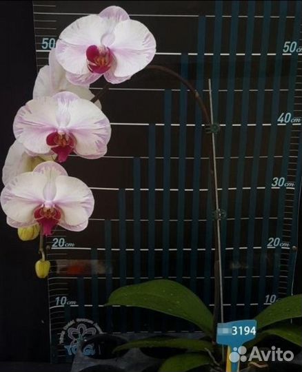 Орхидея фаленопсис Splash Honey