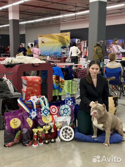 Хендлер - выставки собак, кинолог