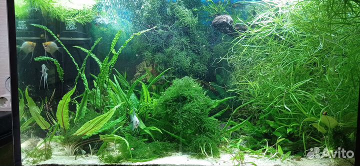 Аквариумные растения