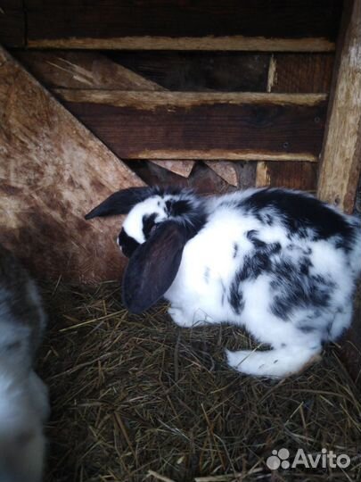 Кролики французский баран