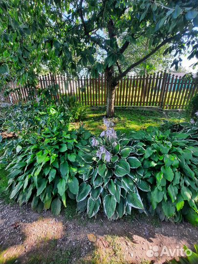 Самшиты, бересклеты, хосты