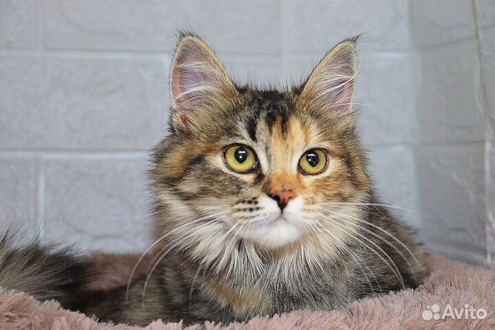 Трехцветки софа ищет дом