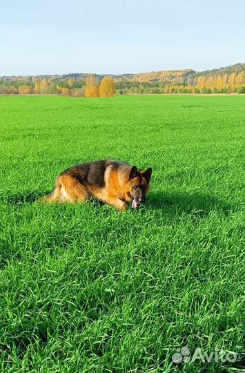 Немецкая овчарка вязка (кобель)