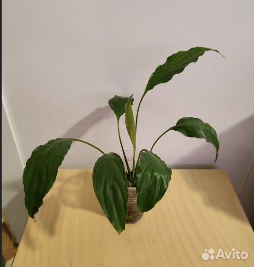 Спатифиллум, растения для дома женское счастье