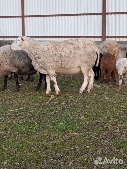 Белый дорпер