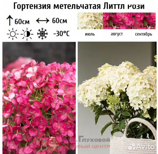 Гортензия саженцы