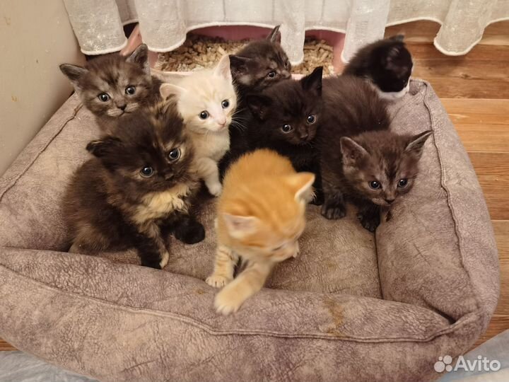 Котята в добрые руки