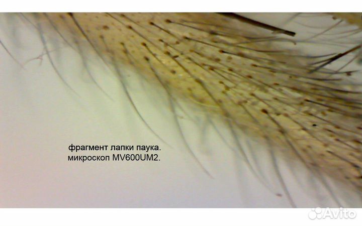 Цифровой USB микроскоп MV600UM2 (трихоскоп)