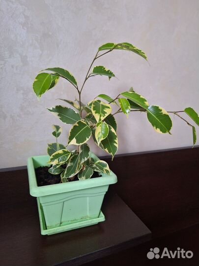 Фикус бенджамина