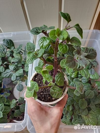 Плекрантус