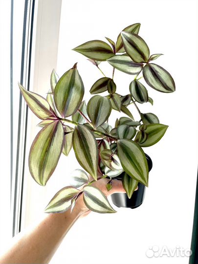 Традесканция Зебрина