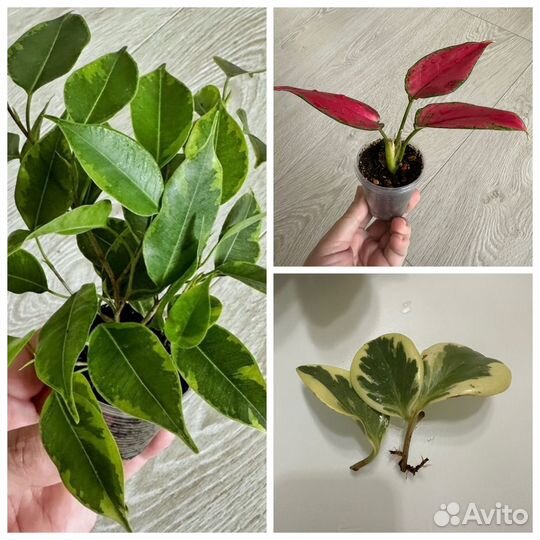 Комнатные растения №3